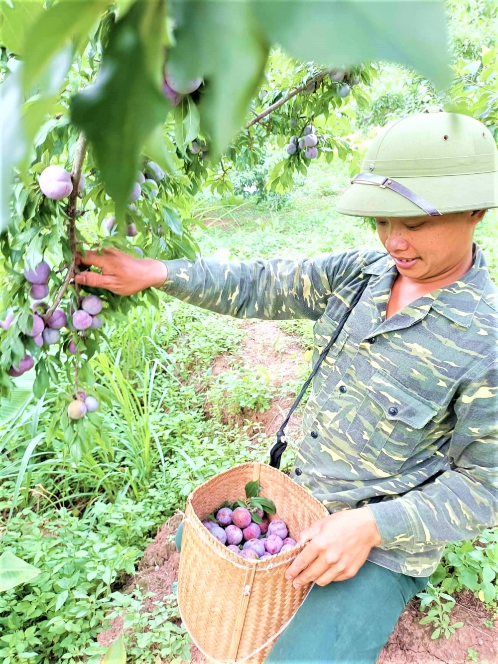 Làm giàu từ cây mận Mộc Châu