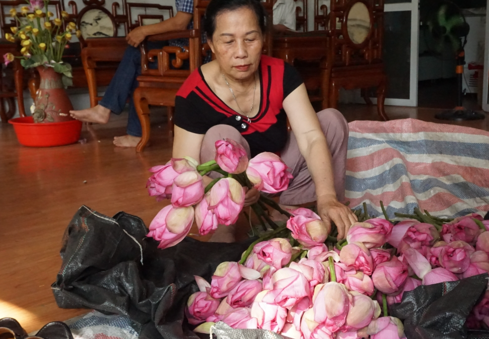 Người dân Tây Hồ bận rộn vào mùa làm trà sen