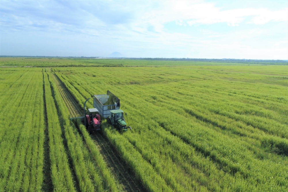 Vinamilk Green Farm - mô hình trang trại bò sữa phát triển bền vững