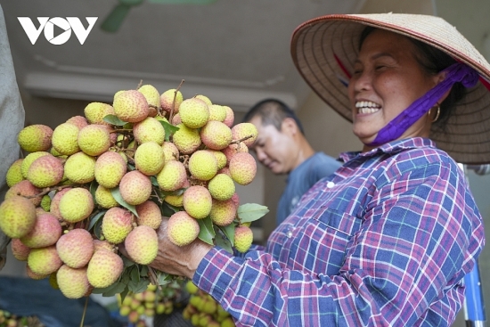 Vải thiều sang châu Âu có giá tới 650.000 đồng/kg