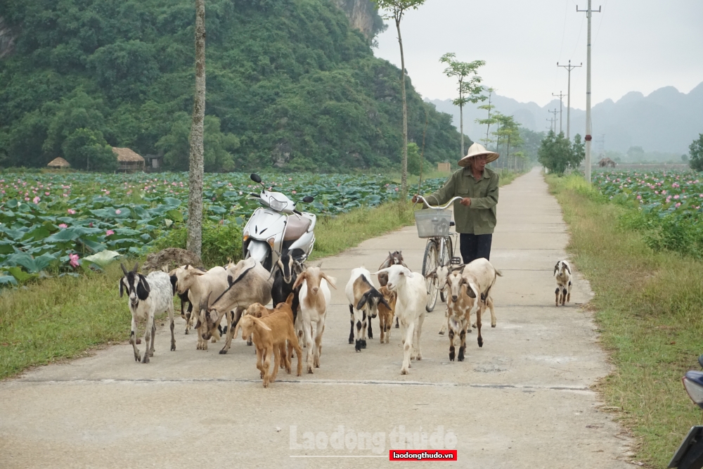 An Phú rực rỡ mùa sen nở