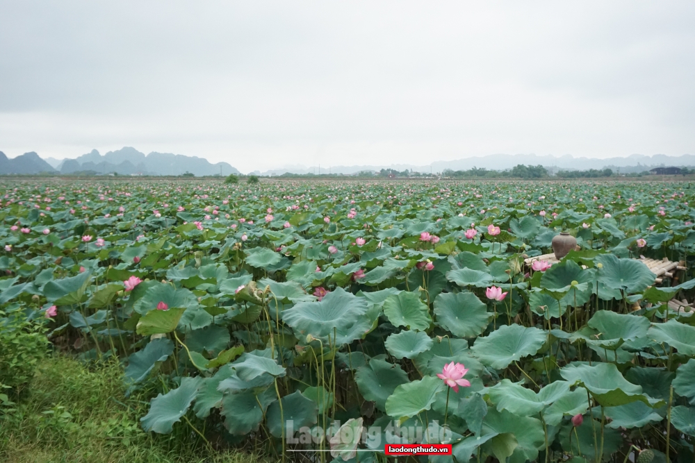 An Phú rực rỡ mùa sen nở