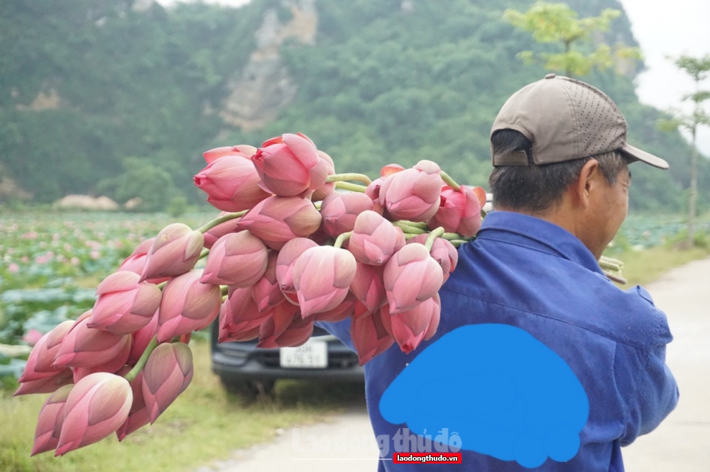 An Phú rực rỡ mùa sen nở