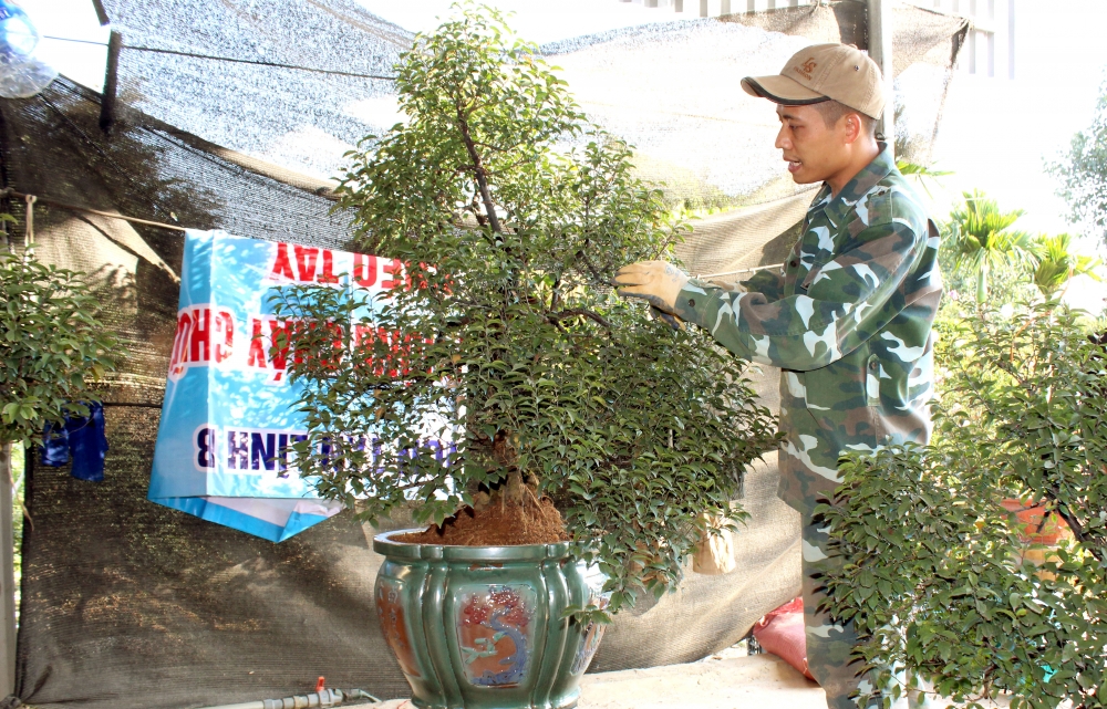 Làm giàu từ cây mai trắng