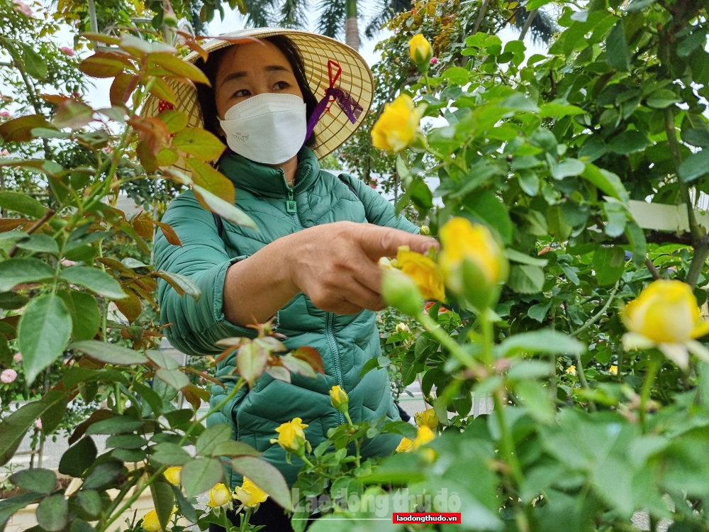 Huyện Mê Linh sẵn sàng tổ chức Festival hoa đầu tiên