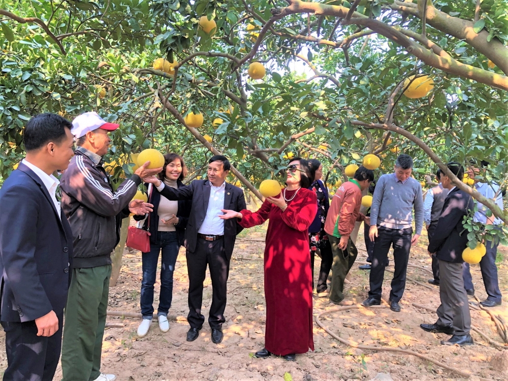 Khuyến khích người nông dân gia tăng sản xuất từ các mô hình khuyến nông