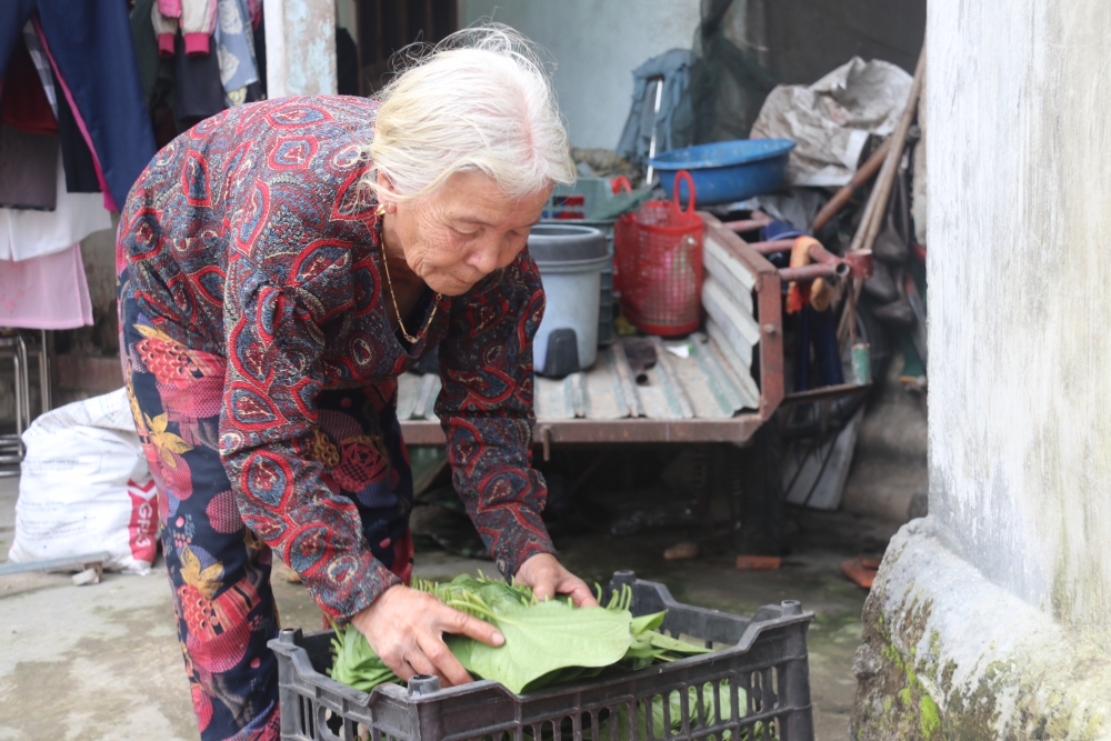 Làng trầu 