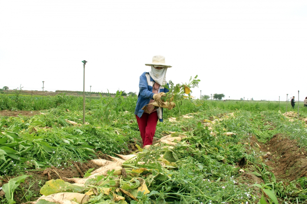 Đảm bảo nguồn cung an toàn, chất lượng