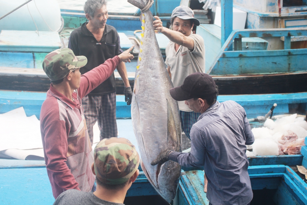 Ông Dương Tèo, chủ tàu cá KH-99498 cho biết, chuyến đi biển vừa rồi kéo dài 23 ngày. Tàu của ông đánh bắt được 1,5 -1,7 tấn cá ngừ đại dương. “Vì giá dầu liên tục tăng nên khai thác lời ít lắm. Sau khi trừ hết chi phí thì các anh em chia nhau mỗi người được khoảng 2 - 3 triệu đồng”. (Ảnh: Hương Thảo)