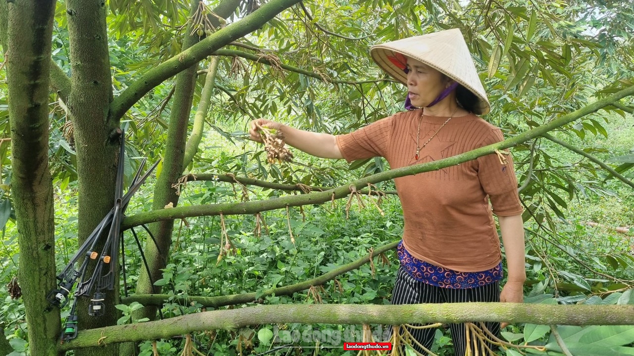 Gia Lai: Sầu riêng non rụng hàng loạt, người nông dân đứng trước nguy cơ mất mùa