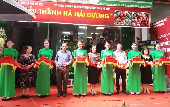 Đưa vải thiều Thanh Hà chuẩn xuất khẩu đến với người dân Thủ đô