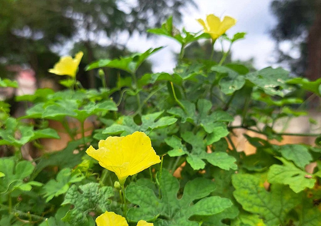 Thương ngày thu xa