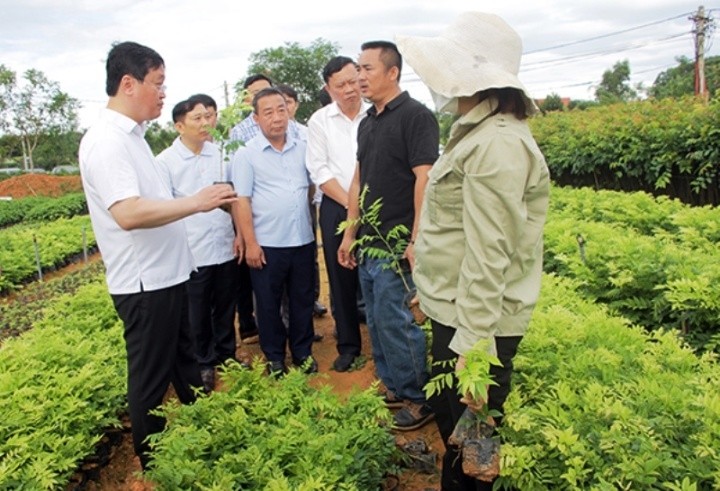 Hiệu quả phát triển rừng và ứng dụng công nghệ cao vào sản xuất lâm nghiệp ở Nghệ An