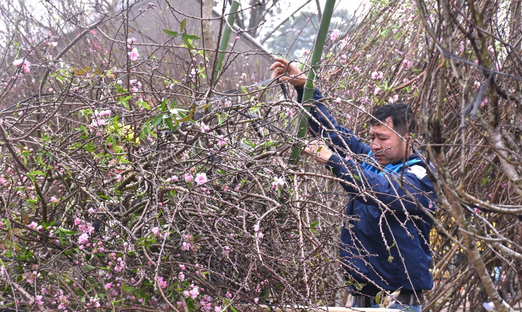 Chợ hoa Tết giữa lòng Thành cổ Sơn Tây