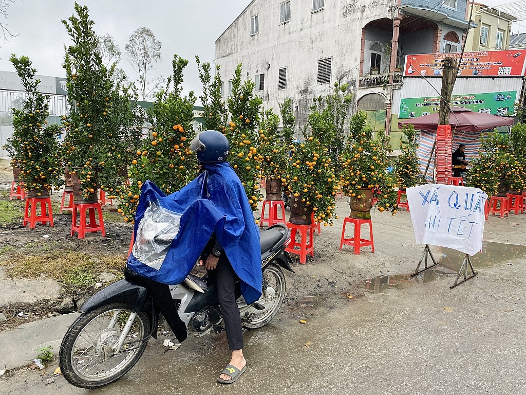 Nghệ An: Quất, đào cắt lỗ vẫn ế khách mua