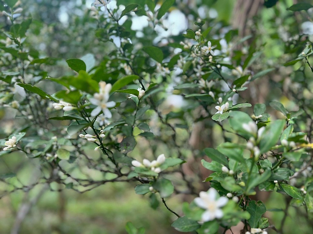 Xanh màu tháng Giêng