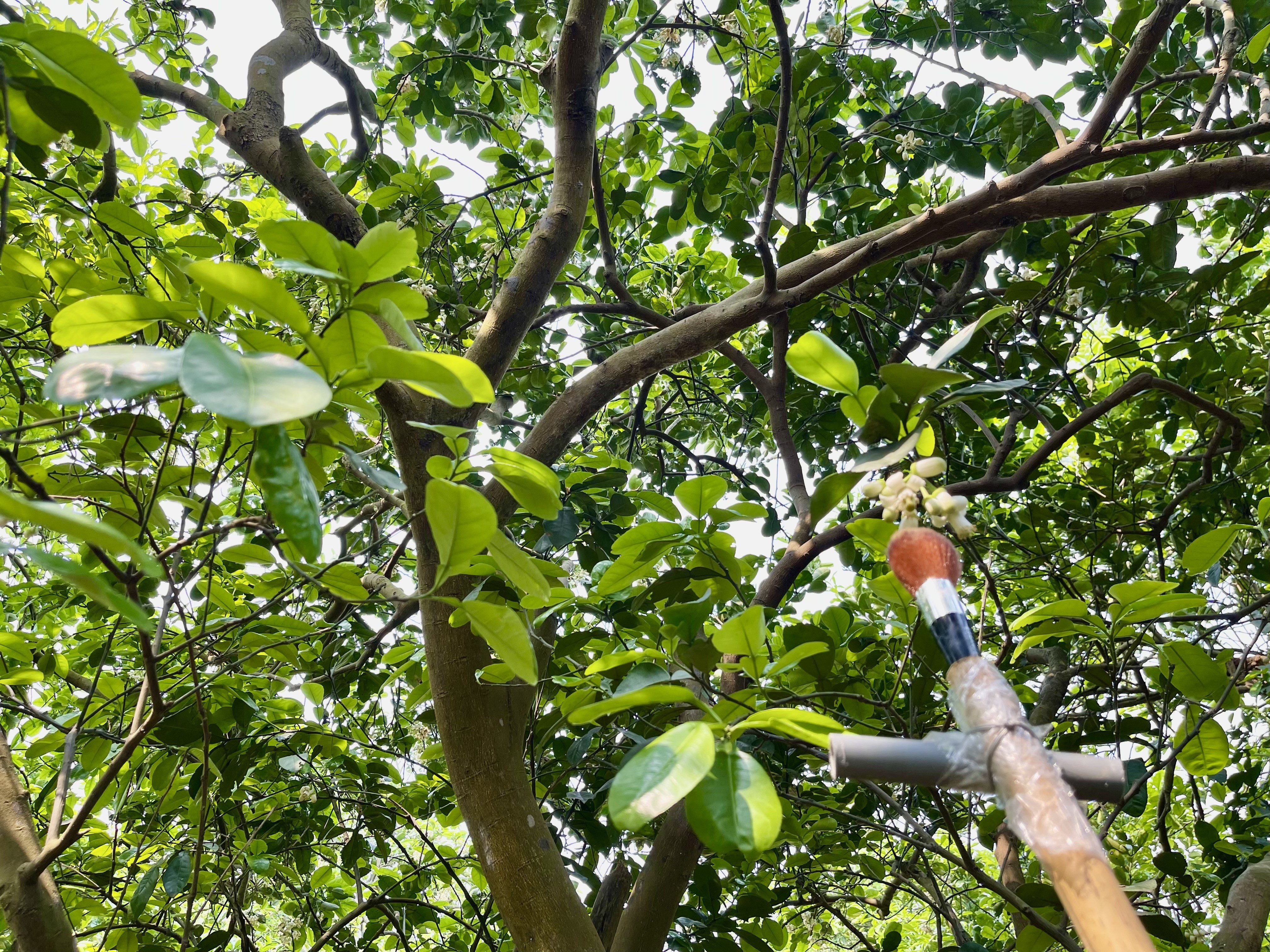 Làng bưởi Diễn vào mùa 