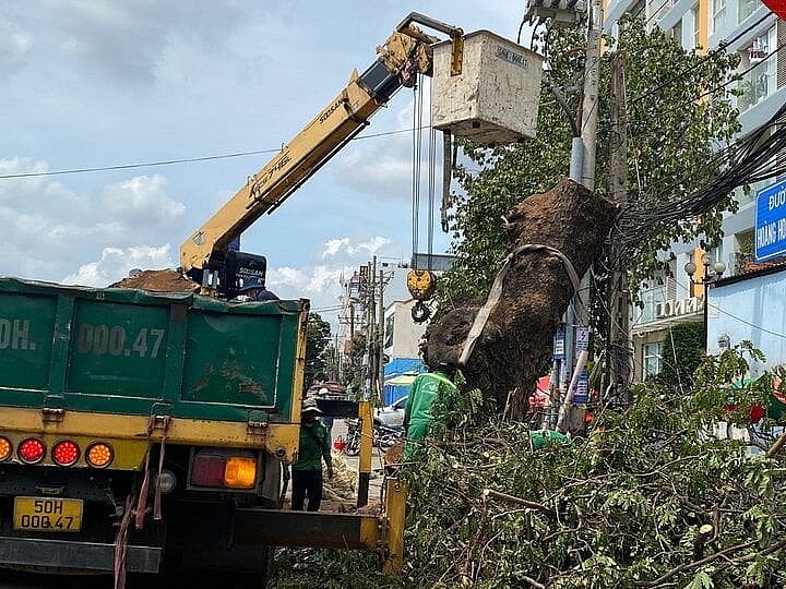 TP.HCM: Đốn hạ gần 100 cây xanh để mở rộng đường vào sân bay Tân Sơn Nhất