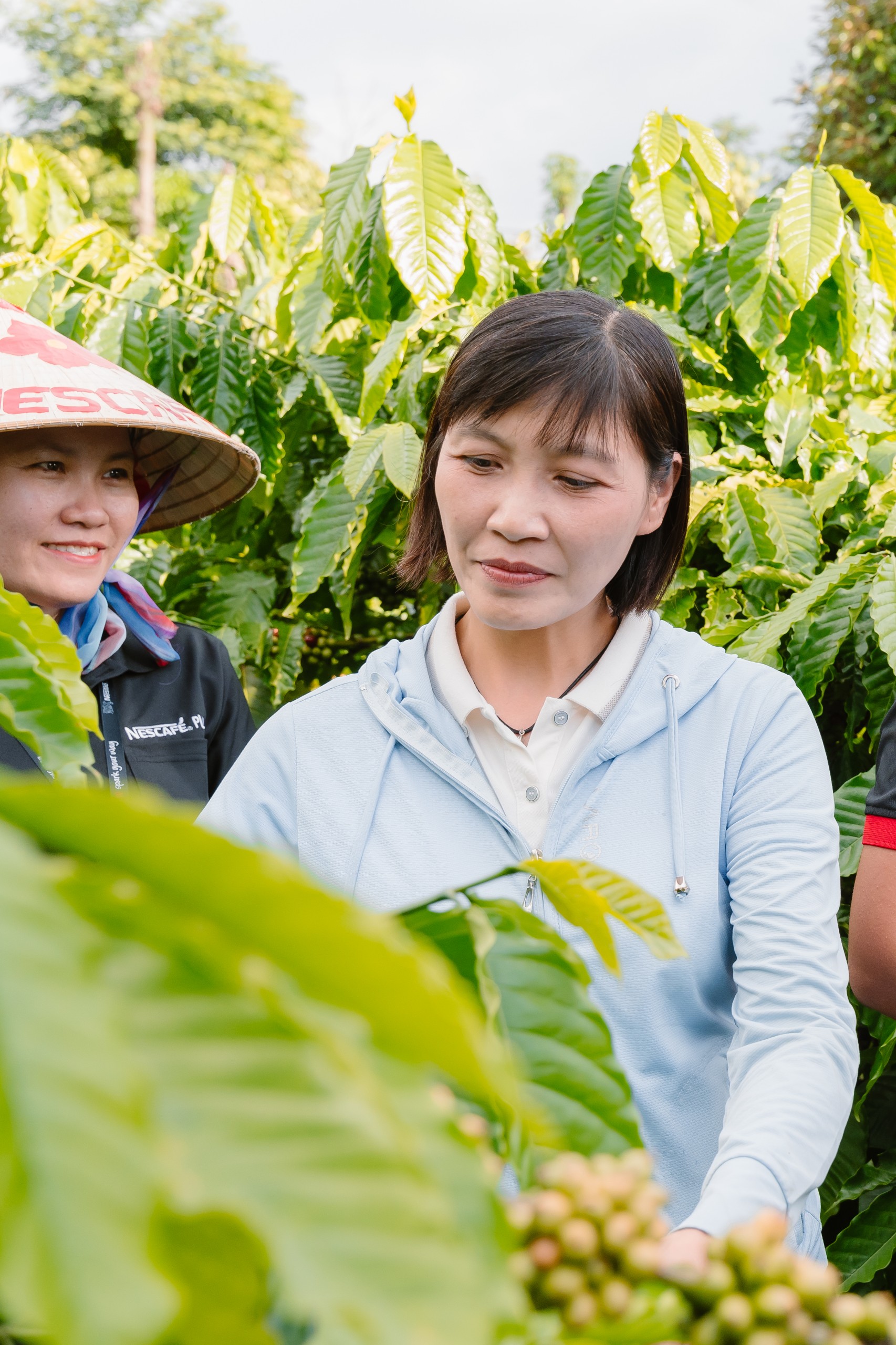 Nestlé tăng cường áp dụng nông nghiệp tái sinh, tăng năng suất và giảm phát thải khí nhà kính- Ảnh 2.