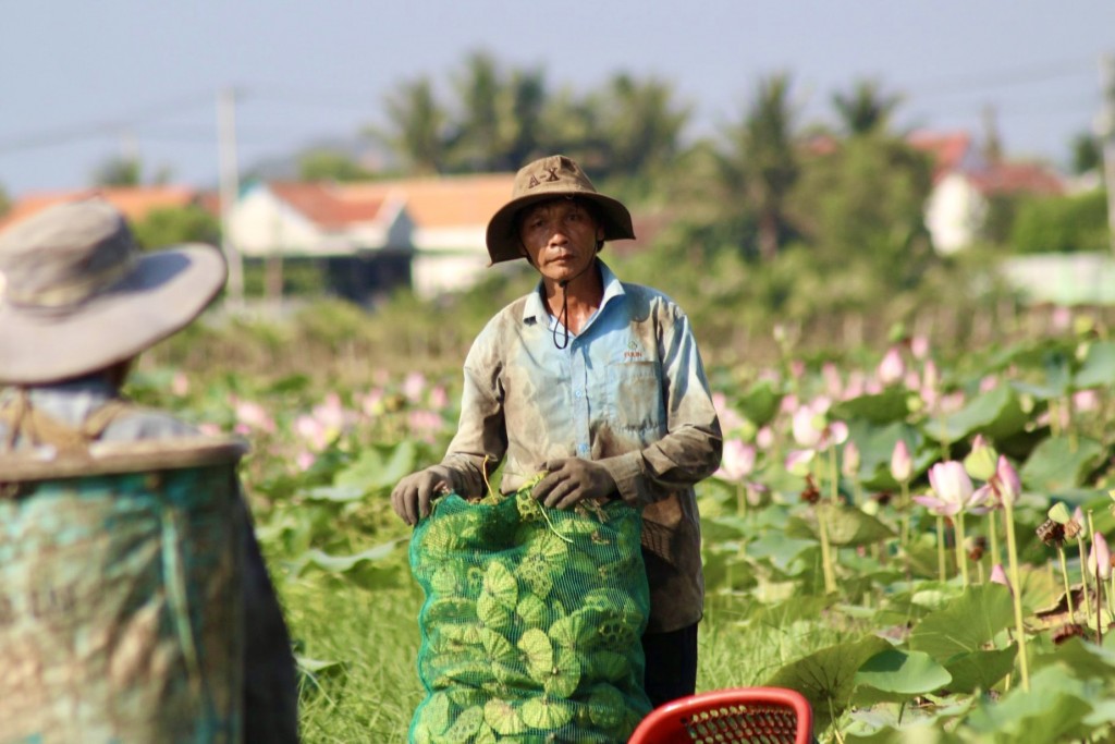 Sau khi hái được đến đâu, gương sen sẽ được chuyển về để người dân bóc lấy hạt tươi để kịp thương lái đến mua. Giá sen hiện tại được bán dao động từ 35.000 - 45.000 đồng/kg hạt tươi. (Ảnh: Hương Thảo)