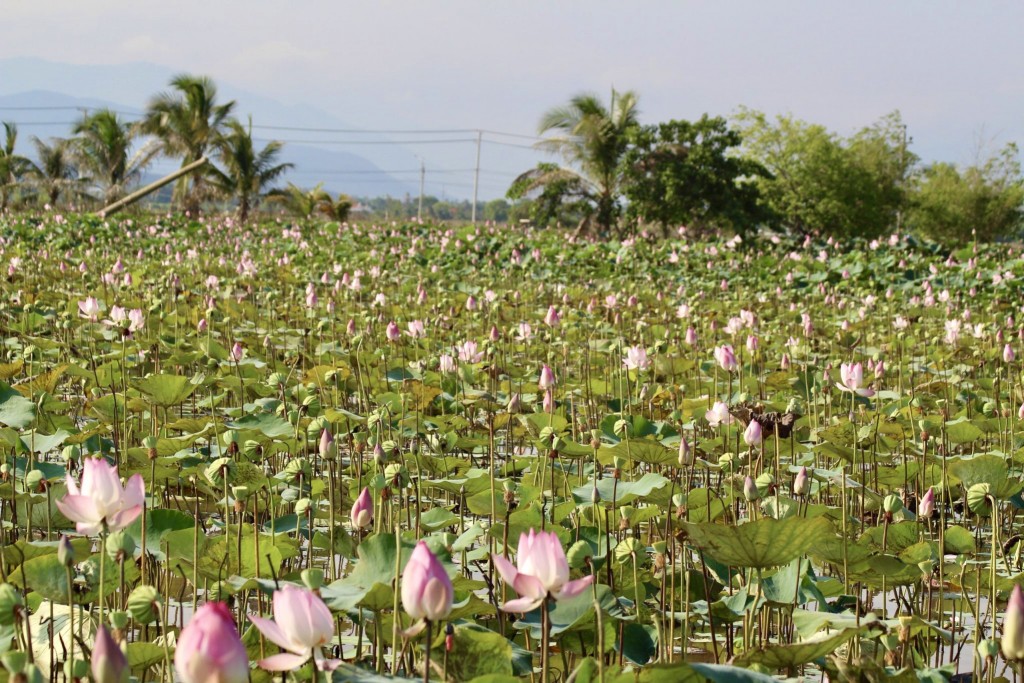 Theo nguời dân trồng sen nơi đây, trước kia khu vực này từng là ruộng trồng lúa, nhưng vì đất cằn cỗi bạc màu, năng suất kém, nên nông dân mạnh dạn chuyển đổi sang trồng sen. Nhờ vậy, họ có thêm điều kiện để phát triển kinh tế, nâng cao thu nhập. Vào mùa thu hoạch, sau khi trừ hết các chi phí, nhà trồng ít thì lãi vài chục triệu, nhà trồng nhiều thu về hàng trăm triệu đồng. (Ảnh: Hương Thảo)