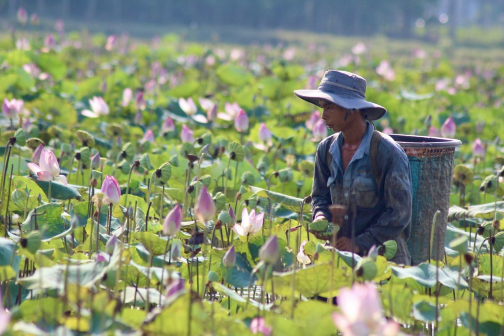 Anh Lê Văn Thành (trú xã Ninh An) chia sẻ: “Từ đầu mùa, để đảm bảo kịp thu hoạch những gương sen chín đúng vụ, chúng tôi lúc nào cũng tất bật làm việc mỗi ngày bất kể nắng hay mưa, làm quần quật từ 5h sáng cho đến cuối ngày”. (Ảnh: Hương Thảo)