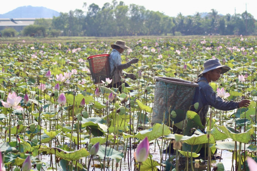 Để không bị lạc giữa đầm sen rộng lớn cùng những cành sen cao quá đầu người, mỗi khi dầm mình xuống bùn nước hái gương sen, đi đến đâu người dân phải bẻ cành lá đến đó để đánh dấu. Làm như vậy có thể đi lần lượt hết đầm cũng là phân vùng những khu vực đã thu hoạch rồi. (Ảnh: Hương Thảo)