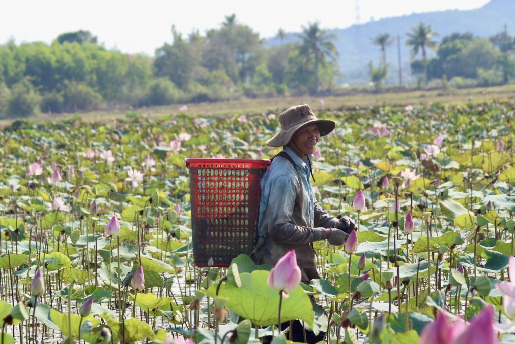 Vừa lội bùn hái được một giỏ gương sen, ông Huỳnh Văn Phước (trú xã Ninh An) cho biết, mùa thu hoạch kéo dài khoảng 2 tháng: “Mỗi ngày với công việc hái sen, chúng tôi được trả công 400.000 đồng, nếu tăng ca thì được tính thêm. Thời gian còn lại trong năm tôi lại làm các công việc khác”. (Ảnh: Hương Thảo)