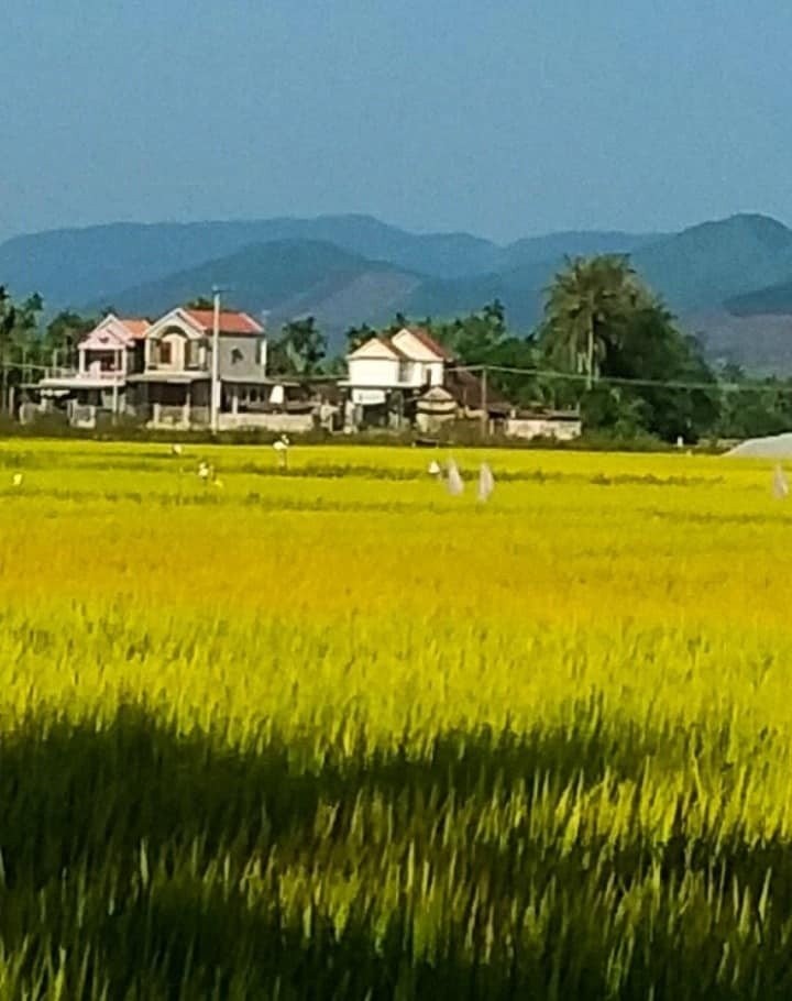 Sắc hạ quê nhà