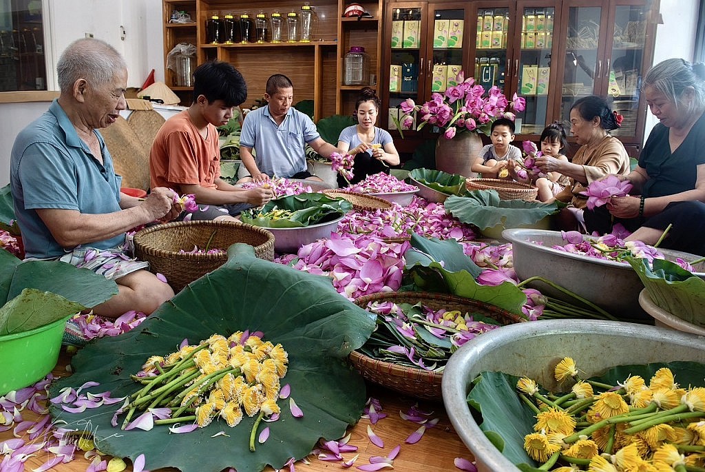 Quảng bá đưa hương sen Tây Hồ vươn xa