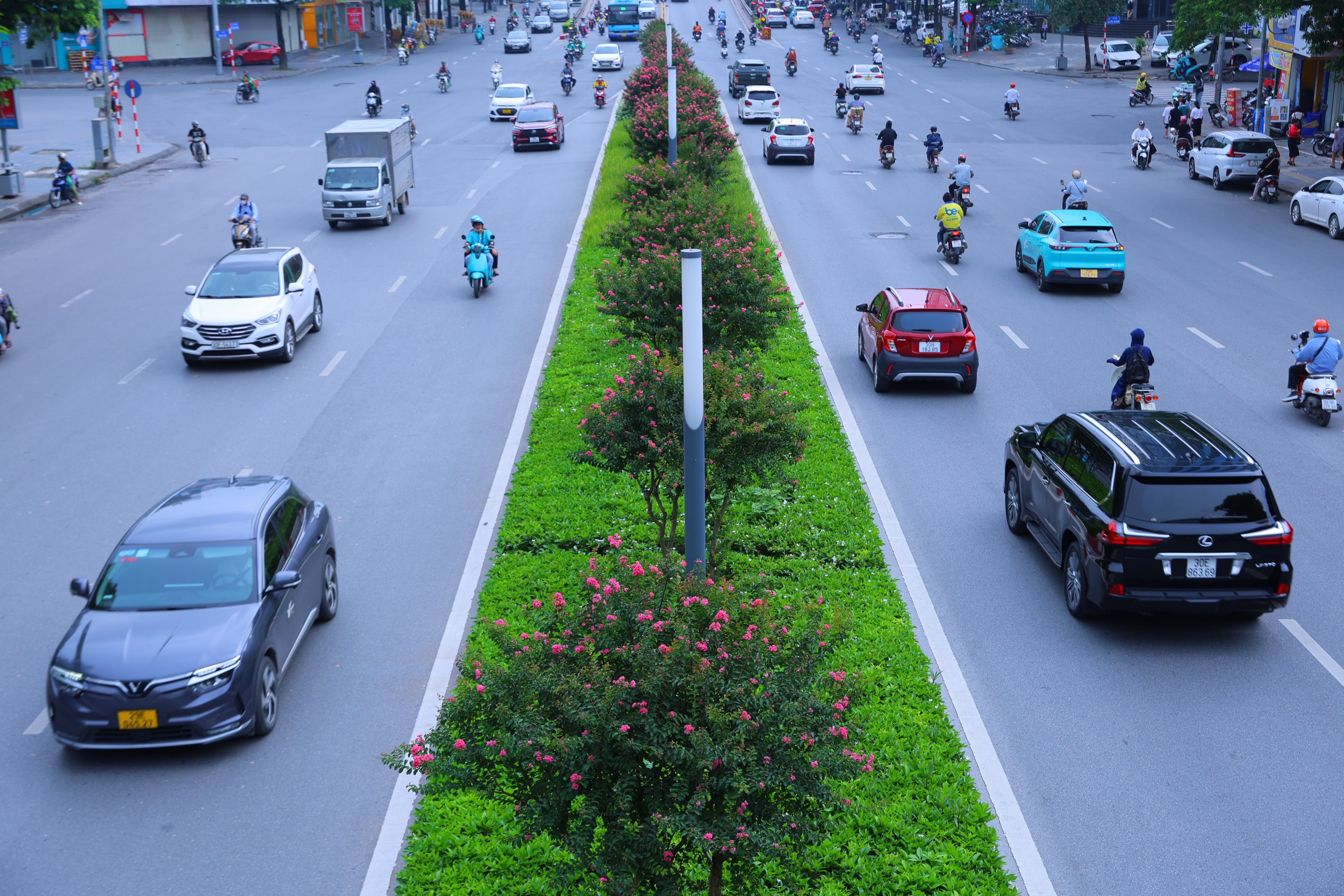 Ngắm hoa tường vi khoe sắc trên phố phường Hà Nội