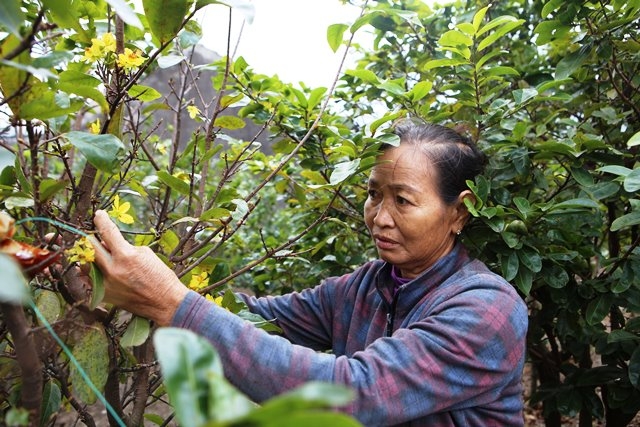 Thủ phủ mai vàng Hà Tĩnh lo lắng vì nở hoa sớm