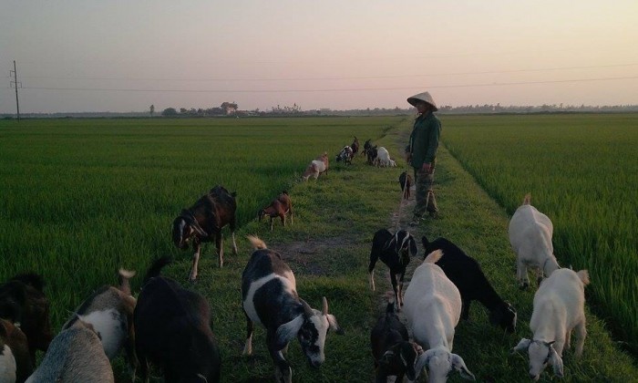 Chàng trai làm giàu từ nuôi dê