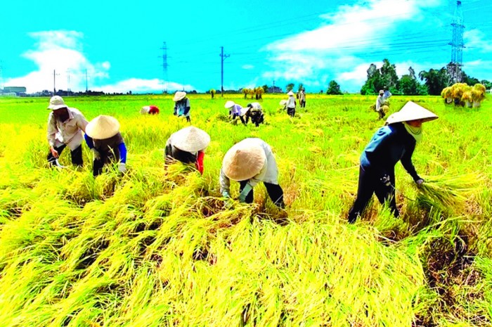 Nới rộng chính sách tín dụng cho nông nghiệp nông thôn