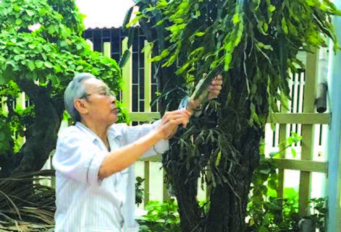 nguoi ha noi sanh choi hoa tet