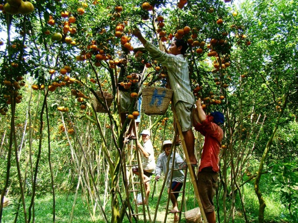 Làm gì để bảo vệ nông sản Việt trước biến động thị trường quốc tế?