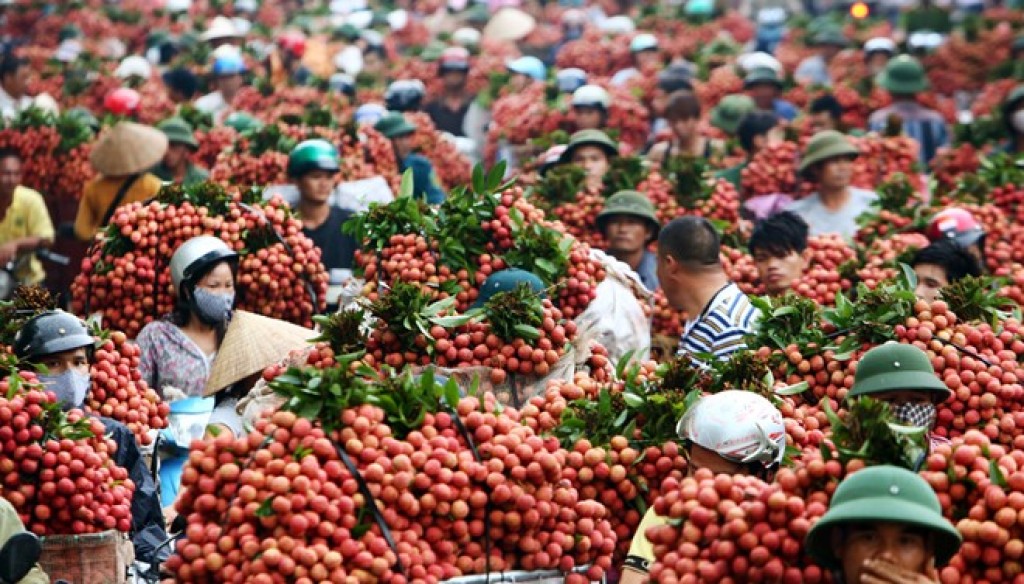 Vải thiều Lục Ngạn: Khẳng định mô hình liên kết ba nhà