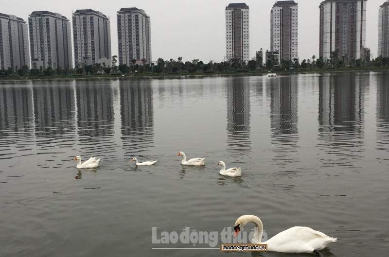 chieu mung 4 tet dan thien nga bat ngo tu hoi o ho thanh ha