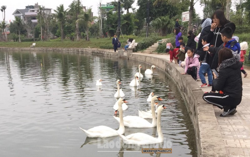 chieu mung 4 tet dan thien nga bat ngo tu hoi o ho thanh ha