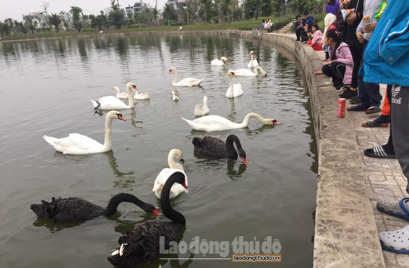 chieu mung 4 tet dan thien nga bat ngo tu hoi o ho thanh ha