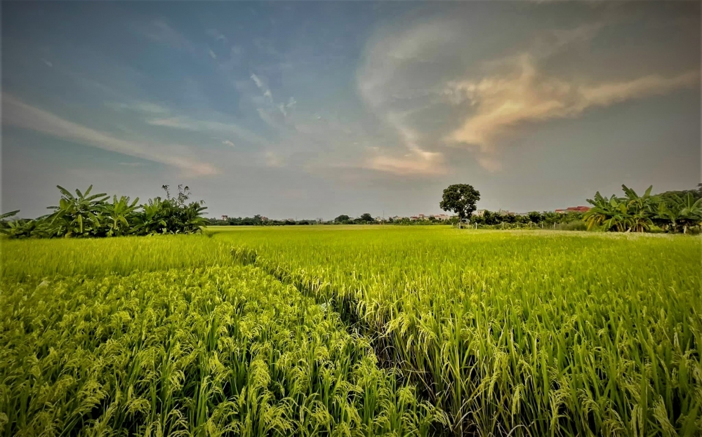 Sắc Xuân trên xã nông thôn mới nâng cao Liên Ninh