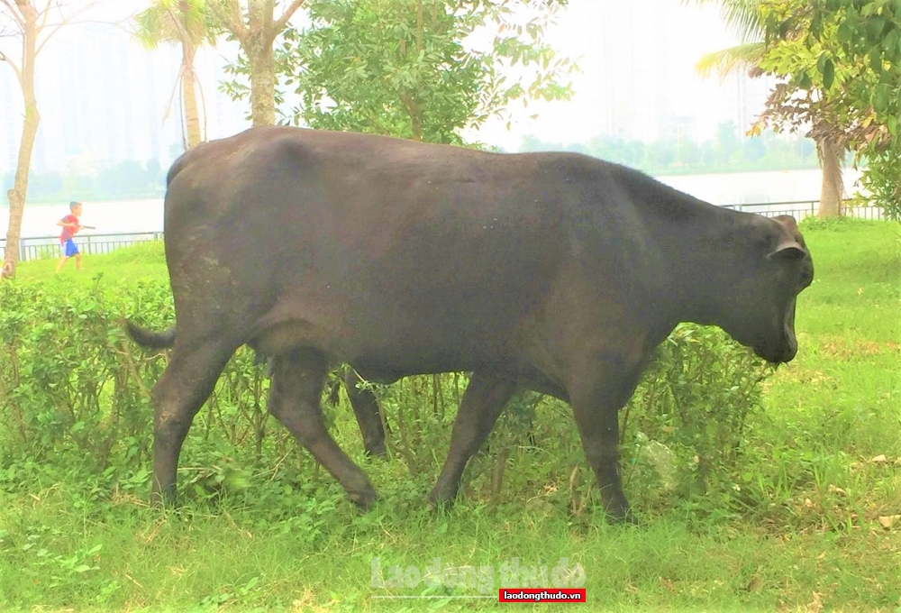 Chăn nuôi đang trong đà hồi phục nhưng gặp khó khăn do giá thức ăn chăn nuôi tăng cao