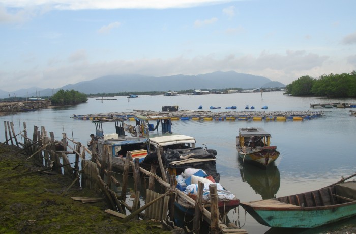 Nuôi hàu, một nghề 