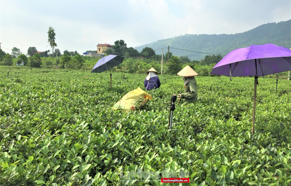 Sản xuất nông, lâm nghiệp có nhiều thuận lợi khi các địa phương gỡ bỏ giãn cách xã hội