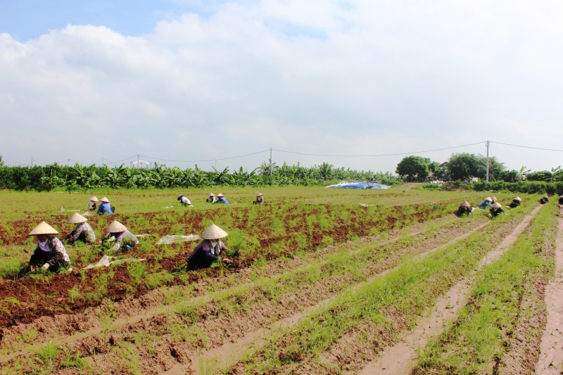 Sản xuất nông nghiệp 6 tháng đầu năm đạt nhiều kết quả khả quan