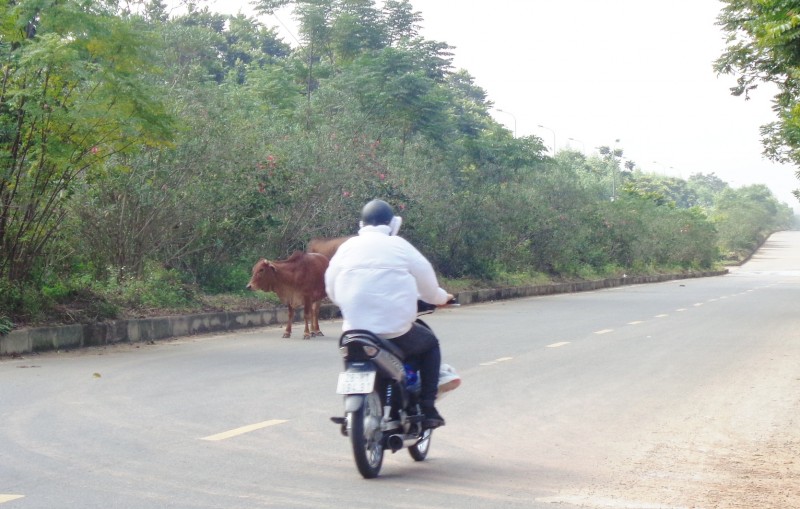 Nguy cơ tai nạn từ gia súc thả rông trên đường