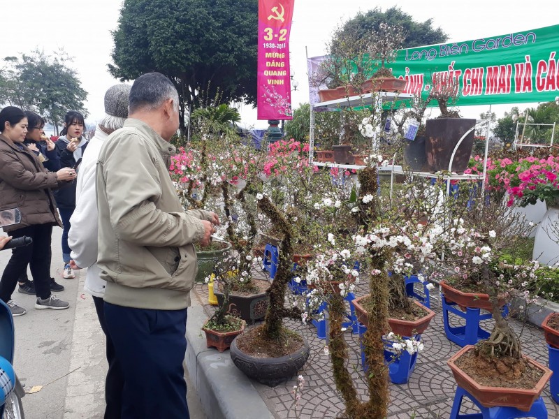 nguoi ha noi voi vang san cay canh doc la nhung ngay giap tet