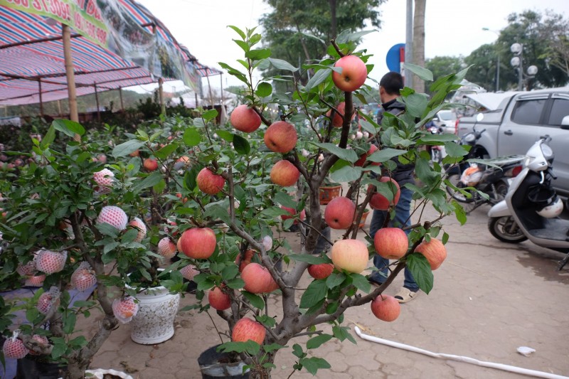 Người Hà Nội săn cây cảnh 'độc, lạ' những ngày giáp Tết