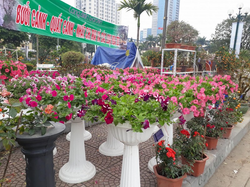 nguoi ha noi voi vang san cay canh doc la nhung ngay giap tet