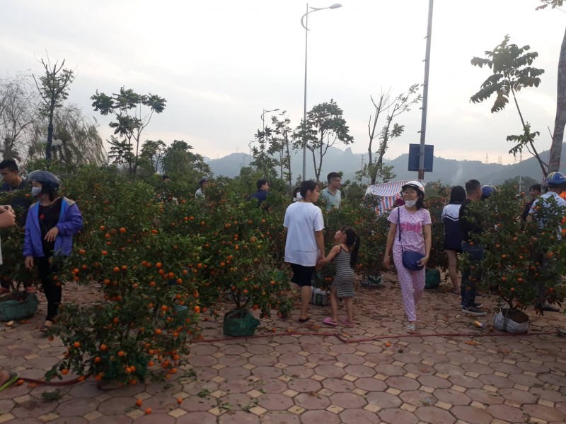 giam gia soc chieu 30 tet nguoi hoa binh dua nhau mua cay canh